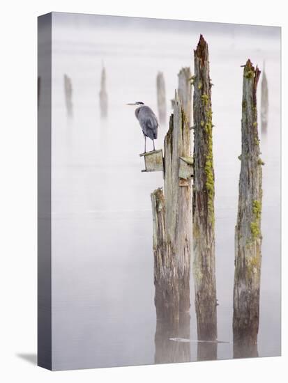 Canada, B.C, Vancouver Island. Great Blue Heron on an Old Piling-Kevin Oke-Premier Image Canvas