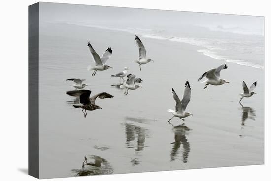 Canada, B.C, Vancouver Island. Gulls Flying on Florencia Beach-Kevin Oke-Premier Image Canvas