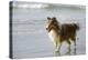 Canada, B.C, Vancouver Island. Sheltie Walking on Chesterman Beach-Kevin Oke-Premier Image Canvas