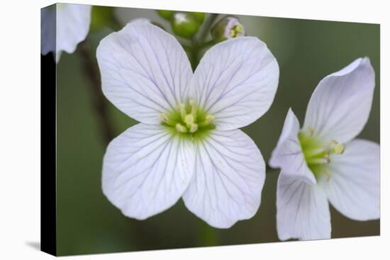 Canada, B.C, Vancouver Island. Slender Toothwort-Kevin Oke-Premier Image Canvas