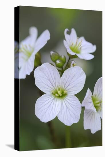 Canada, B.C, Vancouver Island. Slender Toothwort-Kevin Oke-Premier Image Canvas