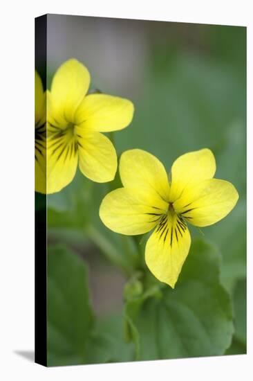 Canada, B.C, Vancouver Island. Stream Violet, Viola Glabella-Kevin Oke-Premier Image Canvas