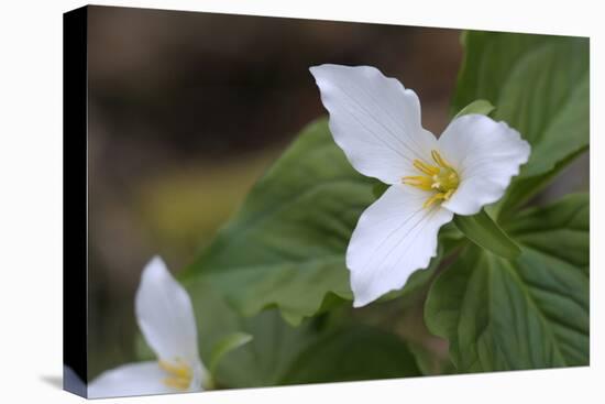 Canada, B.C, Vancouver Island. Western Trillium, Trillium Ovatum-Kevin Oke-Premier Image Canvas