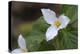 Canada, B.C, Vancouver Island. Western Trillium, Trillium Ovatum-Kevin Oke-Premier Image Canvas