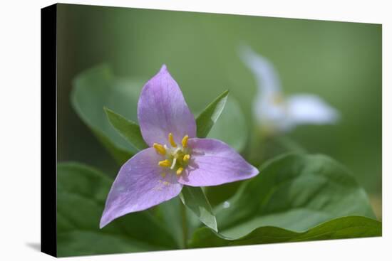 Canada, B.C, Vancouver Island. Western Trillium, Trillium Ovatum-Kevin Oke-Premier Image Canvas