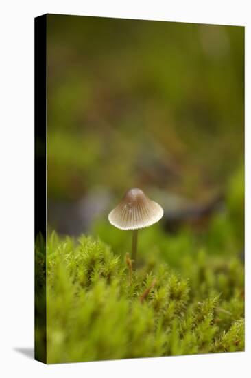 Canada, B.C, Vancouver. Mycena Mushroom Surrounded by Moss-Kevin Oke-Premier Image Canvas