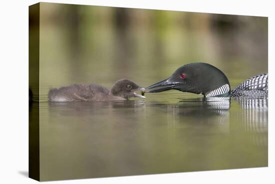 Canada, British Columbia. A Common Loon Offers an Aquatic Insect to a Loon Chick at Lac Le Jeune-Gary Luhm-Premier Image Canvas