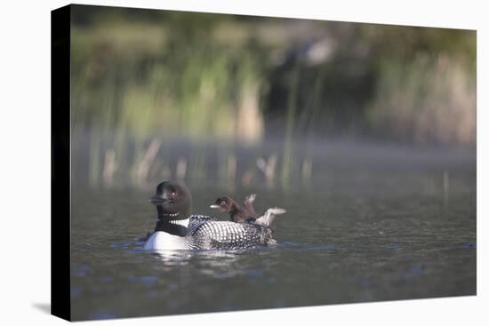 Canada, British Columbia. Adult Common Loon floats with a chick on its back.-Gary Luhm-Premier Image Canvas