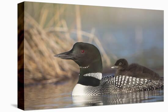 Canada, British Columbia. Adult Common Loon floats with a chick on its back.-Gary Luhm-Premier Image Canvas