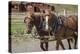 Canada, British Columbia, Cache Creek. Horses pulling stagecoach.-Jaynes Gallery-Premier Image Canvas