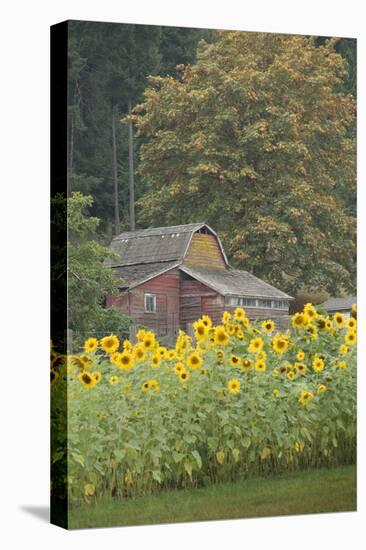 Canada, British Columbia, Cowichan Valley. Row of Sunflowers and Old Red Barn-Kevin Oke-Premier Image Canvas