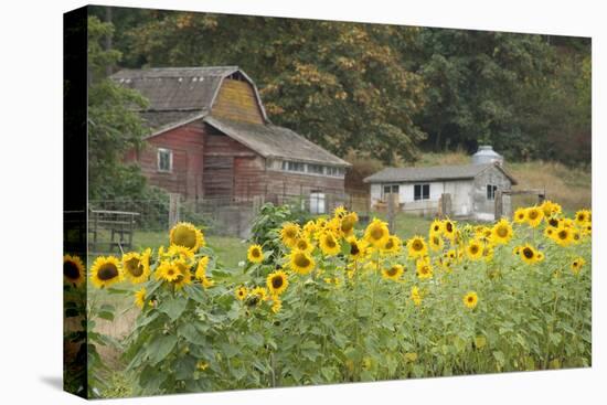 Canada, British Columbia, Cowichan Valley. Sunflowers in Front of Old Buildings, Glenora-Kevin Oke-Premier Image Canvas