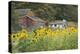 Canada, British Columbia, Cowichan Valley. Sunflowers in Front of Old Buildings, Glenora-Kevin Oke-Premier Image Canvas