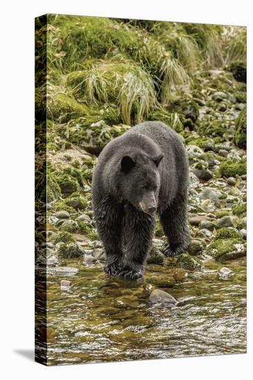 Canada, British Columbia, Inside Passage. Black Bear Fishing on Qua Creek-Jaynes Gallery-Premier Image Canvas