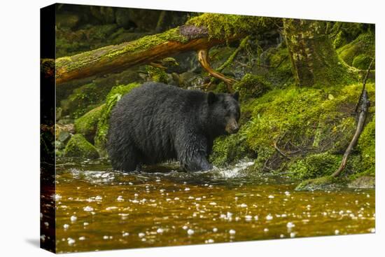 Canada, British Columbia, Inside Passage. Black Bear Fishing on Qua Creek-Jaynes Gallery-Premier Image Canvas