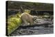 Canada, British Columbia, Inside Passage. White Spirit Bear Hunts for Fish on Riordan Creek-Jaynes Gallery-Premier Image Canvas