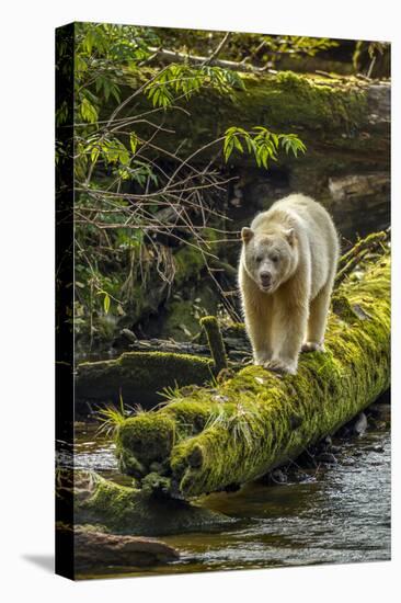 Canada, British Columbia, Inside Passage. White Spirit Bear Hunts for Fish on Riordan Creek-Jaynes Gallery-Premier Image Canvas