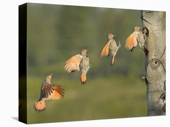 Canada, British Columbia. Northern Flicker flies to nest hole.-Gary Luhm-Premier Image Canvas