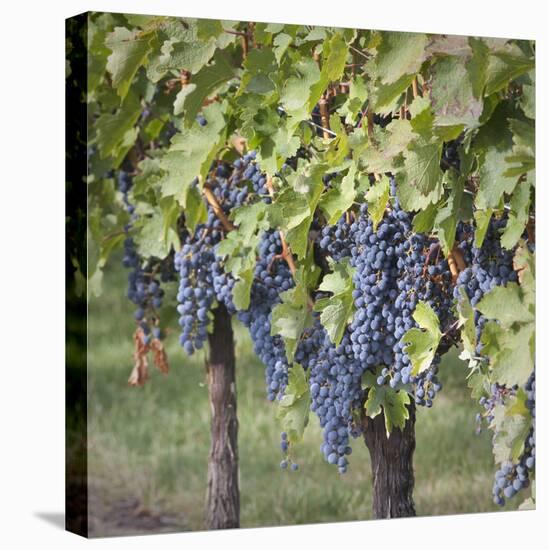 Canada, British Columbia, Osoyoos. View of purple grapes in vineyards.-Don Paulson-Premier Image Canvas