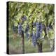 Canada, British Columbia, Osoyoos. View of purple grapes in vineyards.-Don Paulson-Premier Image Canvas