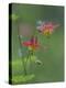 Canada, British Columbia. Sitka columbine flower.-Jaynes Gallery-Premier Image Canvas