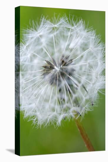 Canada, British Columbia, Vancouver Island. Dandelion-Kevin Oke-Premier Image Canvas