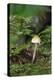 Canada, British Columbia, Vancouver. Mycena Mushroom Detail in Moss-Kevin Oke-Premier Image Canvas