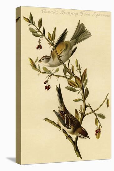 Canada Bunting Tree Sparrow-John James Audubon-Stretched Canvas