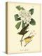 Canada Flycatcher-John James Audubon-Stretched Canvas