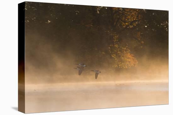 Canada Geese, Branta Canadensis, Fly over Pen Ponds in Richmond Park in Autumn-Alex Saberi-Premier Image Canvas