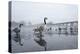 Canada Geese (Branta Canadensis) Standing on Frozen Lake-Terry Whittaker-Premier Image Canvas