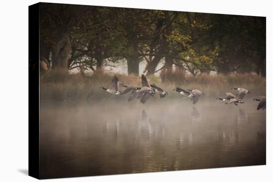 Canada Geese, Branta Canadensis, Taking Off in Unison from Pen Ponds in Richmond Park in Autumn-Alex Saberi-Premier Image Canvas