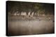 Canada Geese, Branta Canadensis, Taking Off in Unison from Pen Ponds in Richmond Park in Autumn-Alex Saberi-Premier Image Canvas