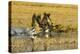 Canada Geese Flock Takeoff-Larry Ditto-Premier Image Canvas