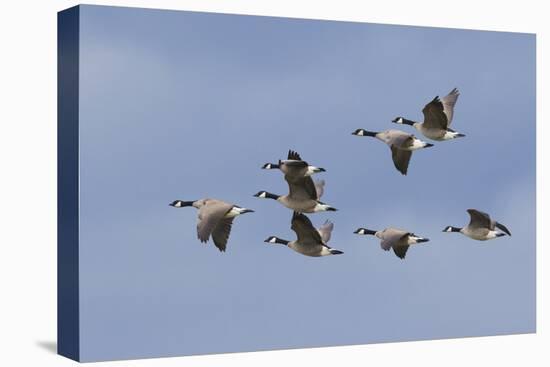 Canada geese flock-Ken Archer-Premier Image Canvas