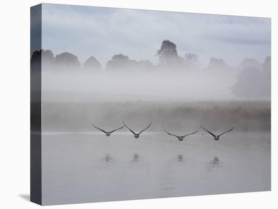 Canada Geese Fly Over Pen Ponds in Winter-Alex Saberi-Premier Image Canvas