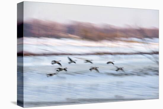 Canada Geese in Flight over Frozen Wetlands, West Lafayette, Indiana-Rona Schwarz-Premier Image Canvas