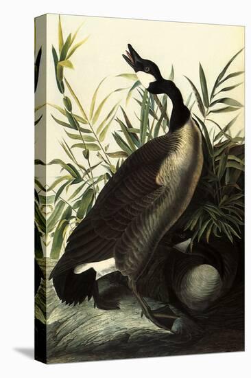 Canada Geese-John James Audubon-Premier Image Canvas