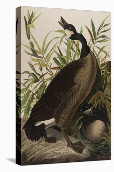 Canada Goose, 1827-1838-John James Audubon-Premier Image Canvas