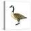 Canada Goose (Branta Canadensis), Birds-Encyclopaedia Britannica-Stretched Canvas