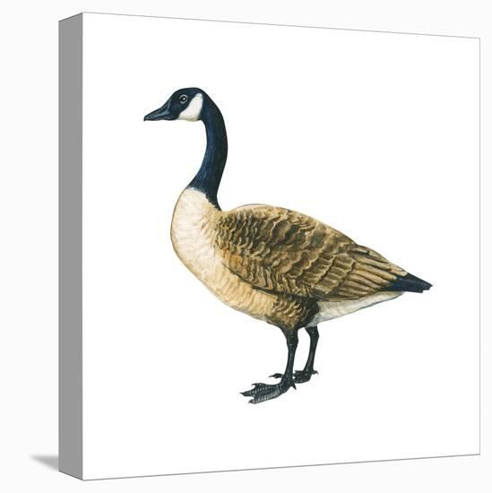 Canada Goose (Branta Canadensis), Birds-Encyclopaedia Britannica-Stretched Canvas