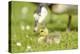 Canada Goose, Branta Canadensis, Fledglings, Meadow, Side View, Lying-David & Micha Sheldon-Premier Image Canvas