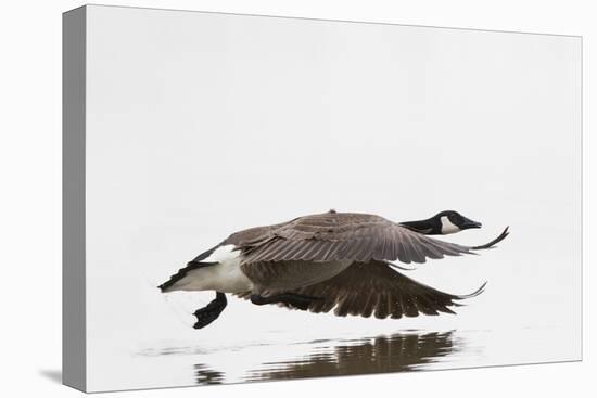 Canada Goose in Flight, Marion County, Illinois-Richard and Susan Day-Premier Image Canvas