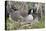 Canada Goose on Nest with Newly Hatched Goslings-Ken Archer-Premier Image Canvas