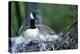 Canada Goose Sitting on Nest, Illinois-Richard and Susan Day-Premier Image Canvas