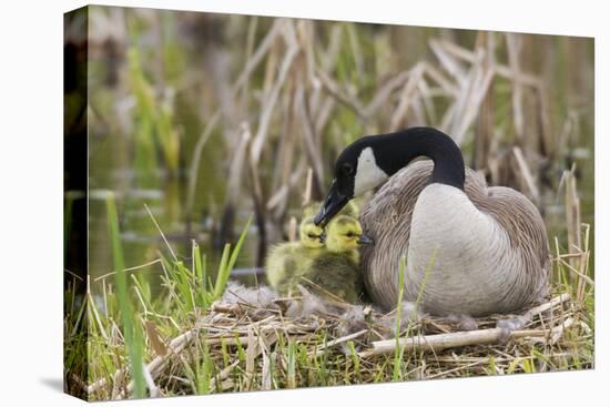 Canada goose tending newly hatched goslings.-Ken Archer-Premier Image Canvas