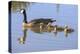 Canada Goose with Chicks, San Francisco Bay, California, USA-Tom Norring-Premier Image Canvas