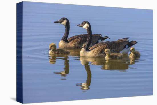 Canada Goose with chicks. San Francisco Bay, California, USA.-Tom Norring-Premier Image Canvas
