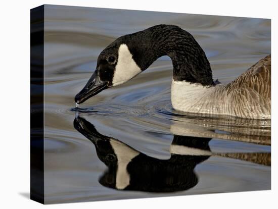 Canada Goose With Reflection While Swimming and Drinking, Denver City Park, Denver-null-Premier Image Canvas