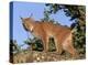 Canada Lynx climbing on rock, North America-Tim Fitzharris-Stretched Canvas